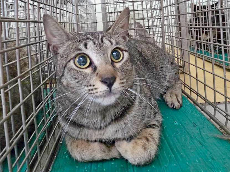 臺北市動物之家,編號:448048, 混種貓                 