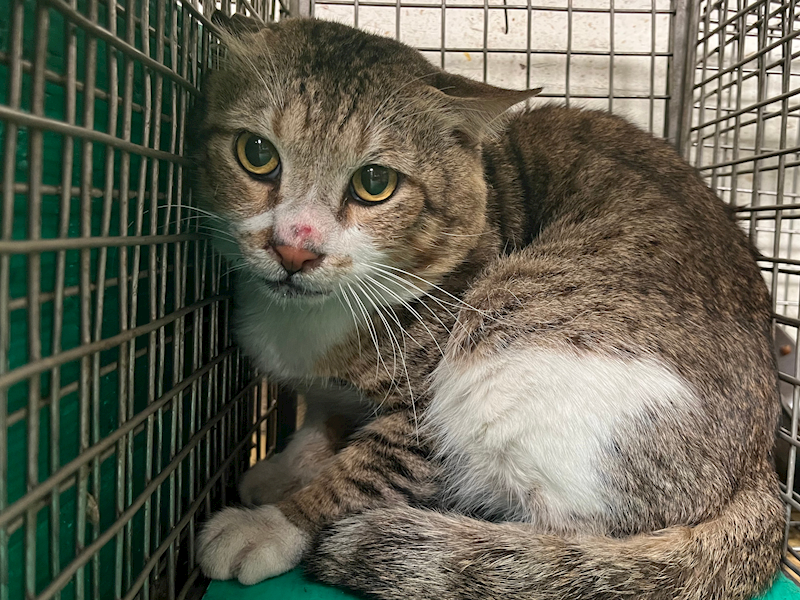 臺北市動物之家,編號:439135, 混種貓                 