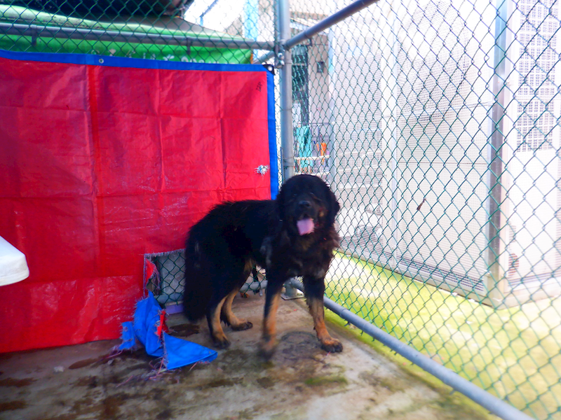 南投縣公立動物收容所,編號:450883, 獒犬        