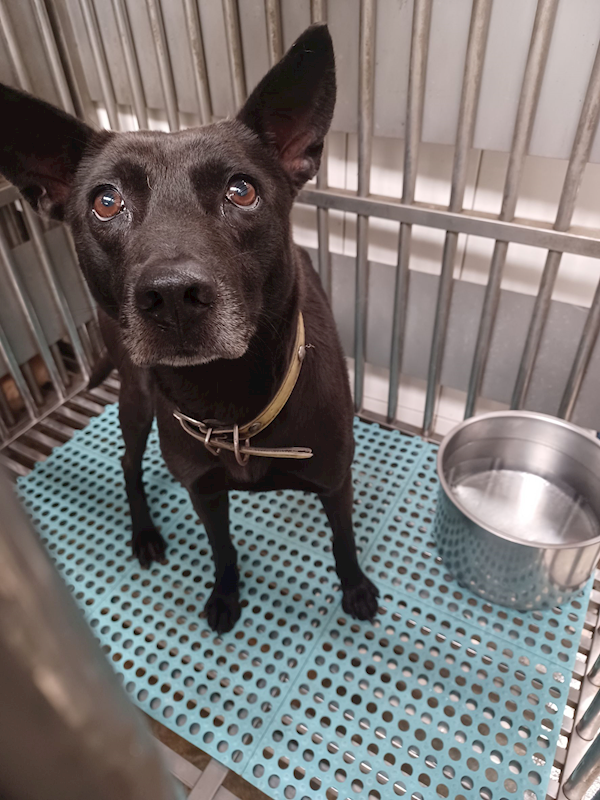 新北市中和區公立動物之家,編號:452701, 混種犬          