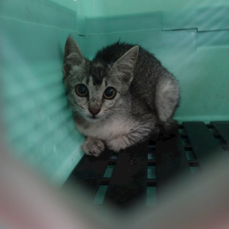 臺南市動物之家灣裡站,編號:448818, 混種貓                 