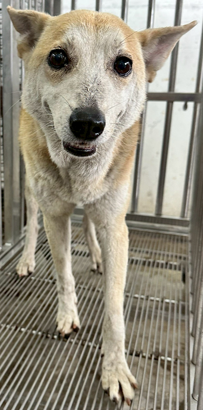 花蓮縣狗貓躍動園區,編號:450008, 混種犬          