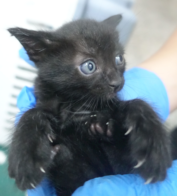 宜蘭縣流浪動物中途之家,編號:452649, 混種貓                 