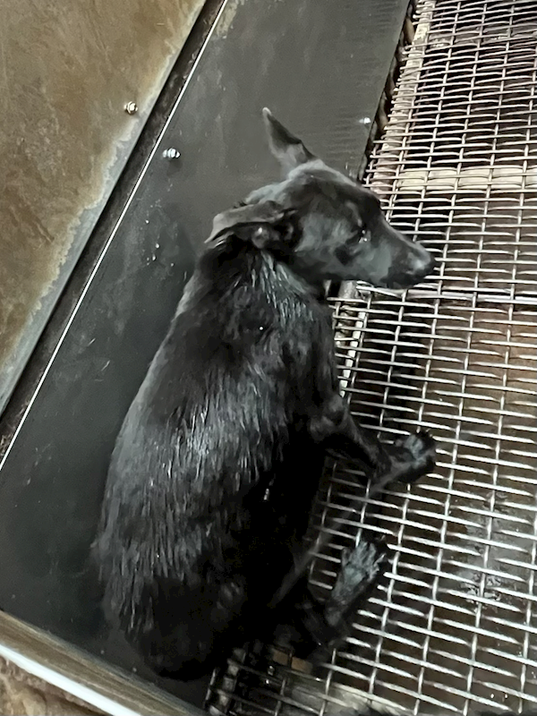 彰化縣流浪狗中途之家,編號:452609, 混種犬          