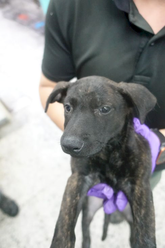 宜蘭縣流浪動物中途之家,編號:452713, 混種犬          