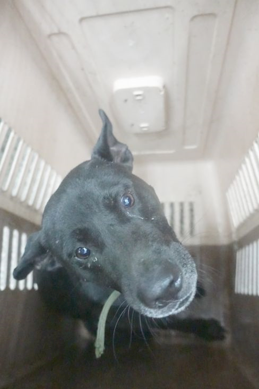 宜蘭縣流浪動物中途之家,編號:452712, 混種犬          