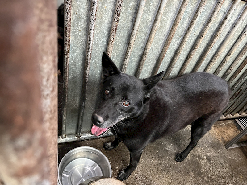 彰化縣流浪狗中途之家,編號:452751, 混種犬          