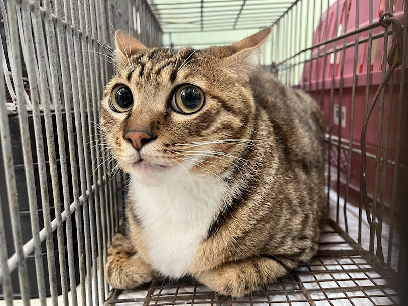 金門縣動物收容中心,編號:452565, 混種貓                 