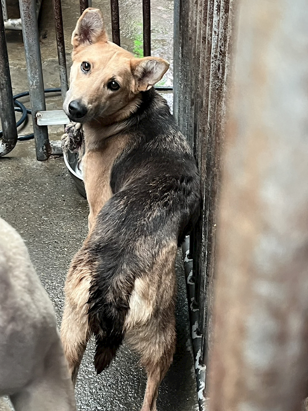 彰化縣流浪狗中途之家,編號:444192, 混種犬          