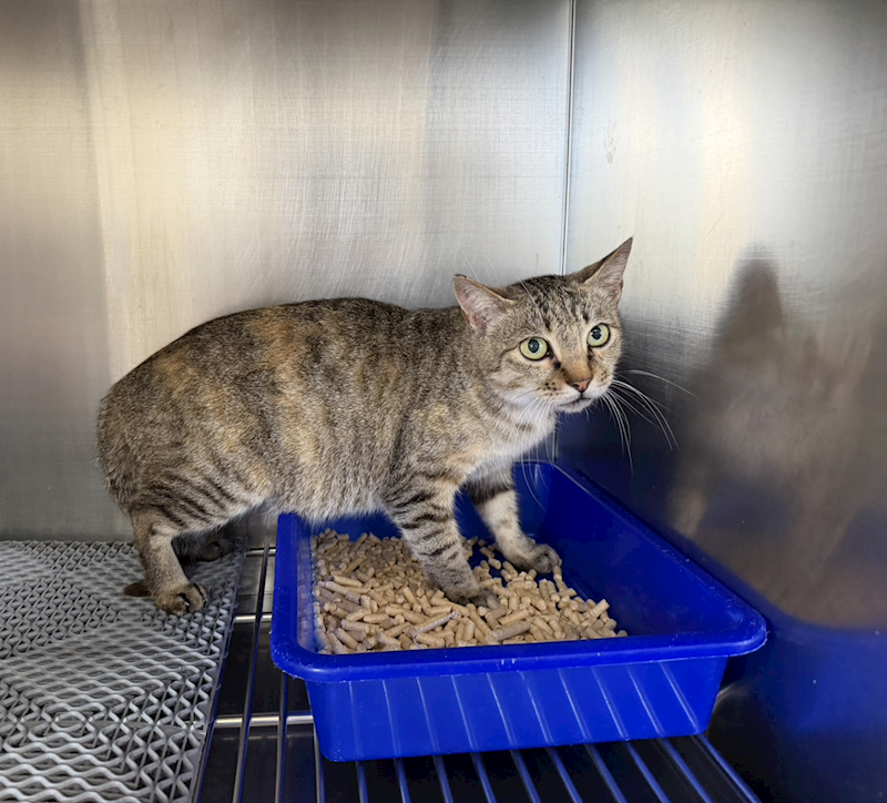 桃園市動物保護教育園區,編號:448963, 混種貓                 