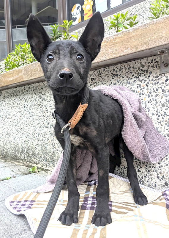新竹縣動物保護教育園區,編號:452135, 混種犬          