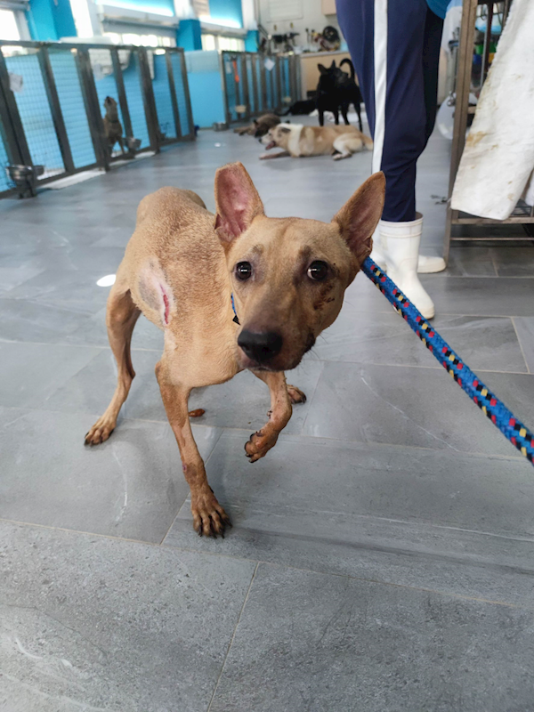 新北市中和區公立動物之家,編號:452870, 混種犬          