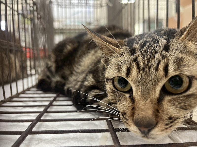 金門縣動物收容中心,編號:452853, 混種貓                 