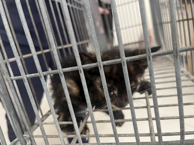 金門縣動物收容中心,編號:452760, 混種貓                 