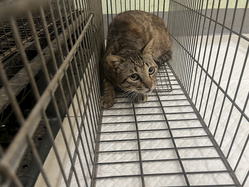 金門縣動物收容中心,編號:452759, 混種貓                 