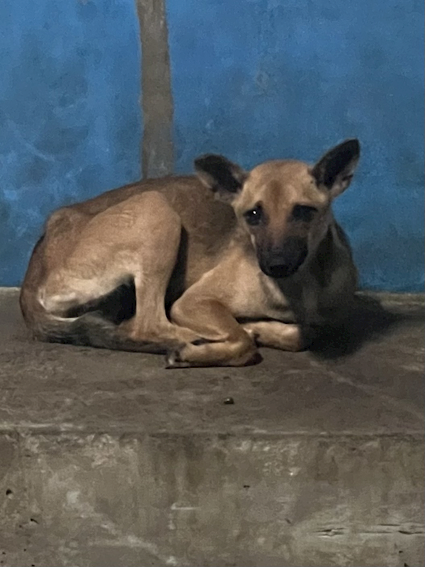 苗栗縣動物保護教育園區,編號:452801, 混種犬          