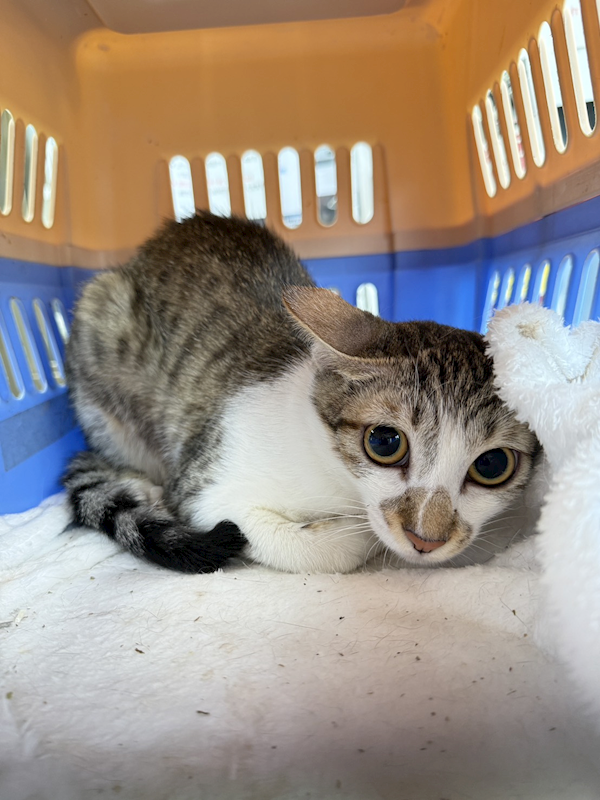 新北市板橋區公立動物之家,編號:452794, 混種貓                 