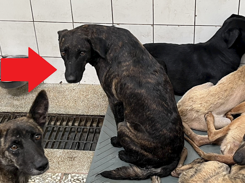 高雄市壽山動物保護教育園區,編號:452780, 混種犬          