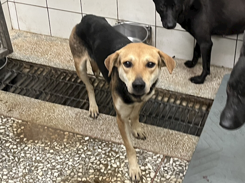 高雄市壽山動物保護教育園區,編號:452778, 混種犬          