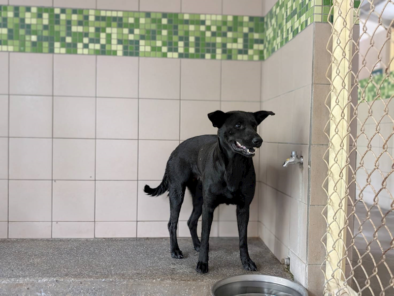 高雄市燕巢動物保護關愛園區,編號:452771, 混種犬          