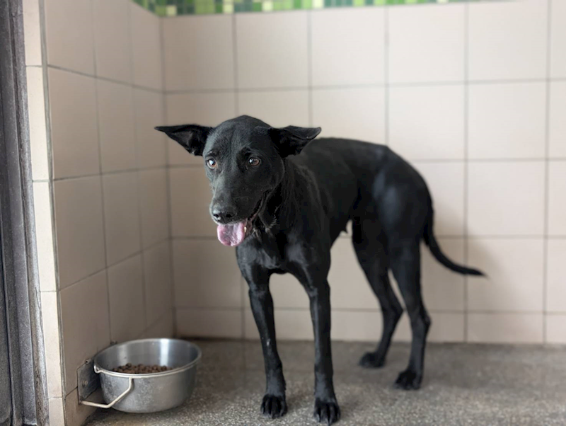 高雄市燕巢動物保護關愛園區,編號:452769, 混種犬          