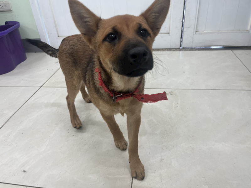 金門縣動物收容中心,編號:452768, 混種犬          