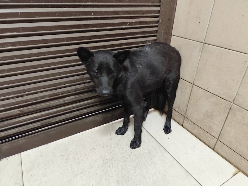 高雄市燕巢動物保護關愛園區,編號:452764, 混種犬          