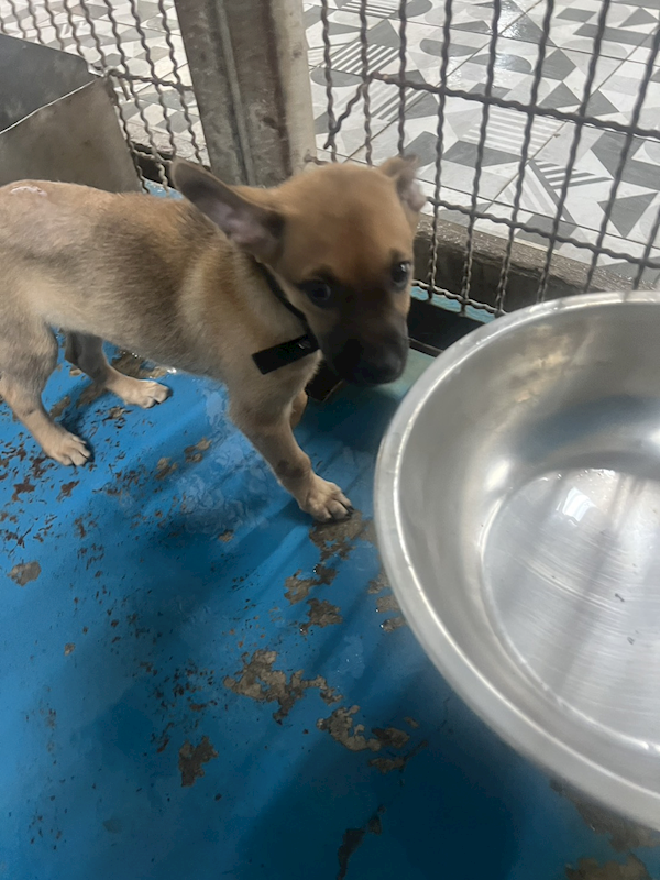 苗栗縣動物保護教育園區,編號:452762, 混種犬          