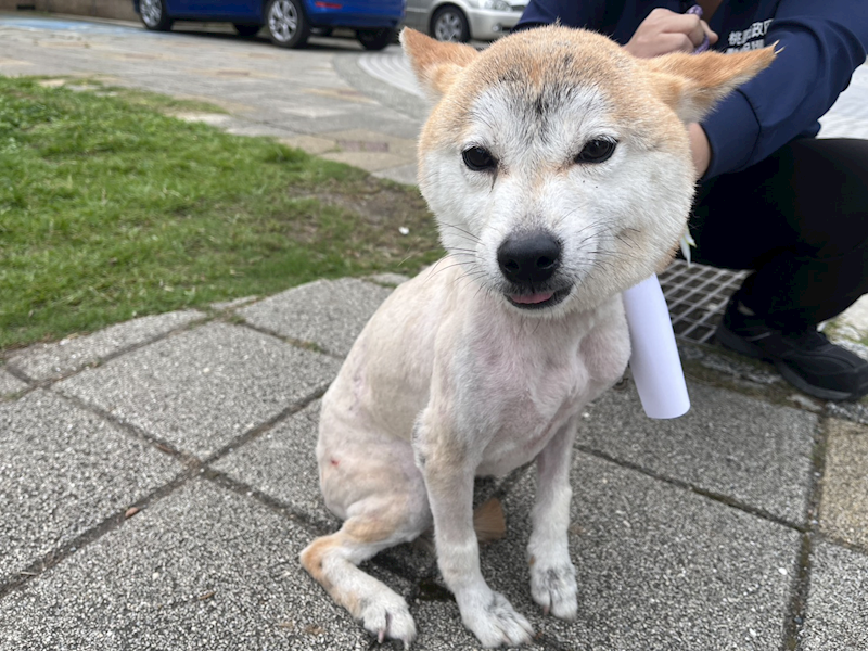 桃園市動物保護教育園區,編號:451335, 柴犬                  