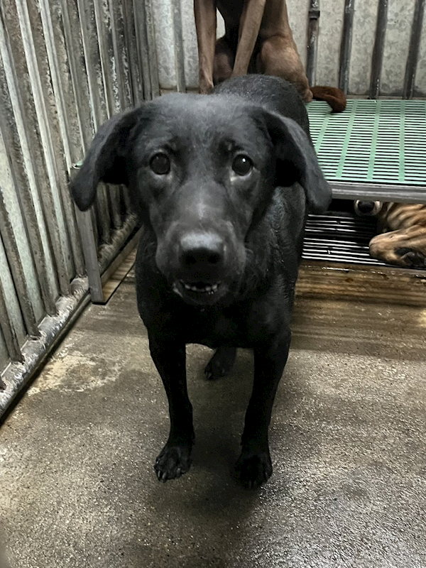 彰化縣流浪狗中途之家,編號:451555, 混種犬          