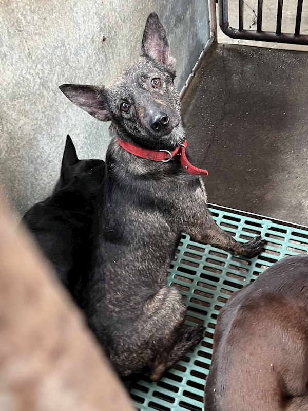 彰化縣流浪狗中途之家,編號:451854, 混種犬          