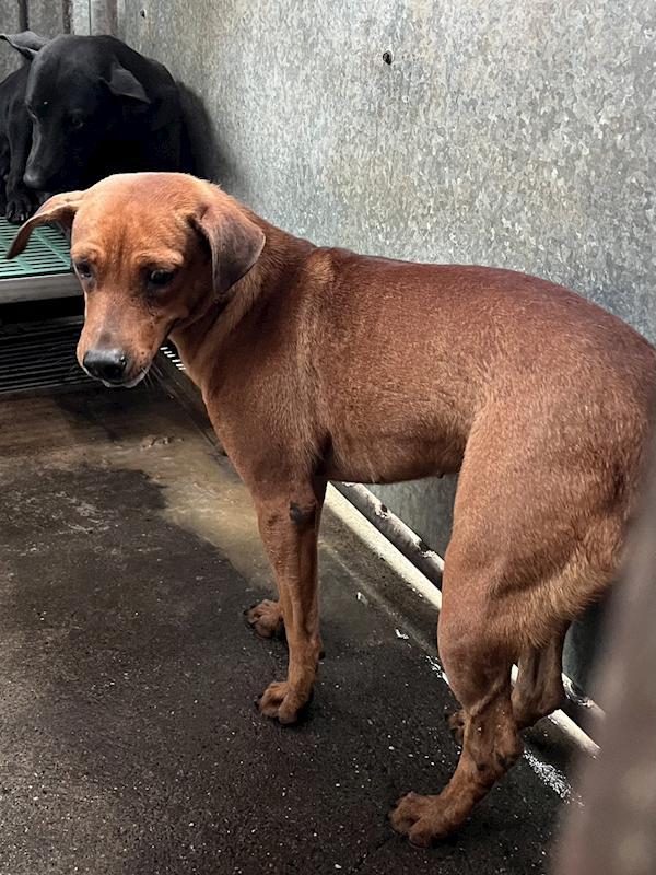 彰化縣流浪狗中途之家,編號:451274, 混種犬          