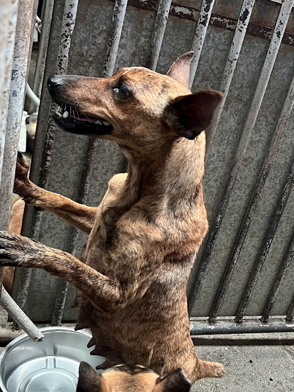 彰化縣流浪狗中途之家,編號:448607, 混種犬          