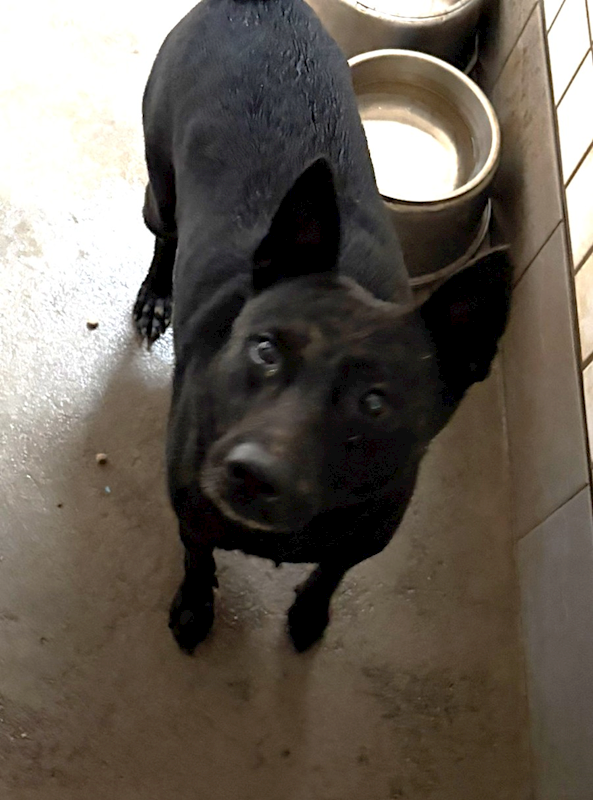 宜蘭縣流浪動物中途之家,編號:452900, 混種犬          
