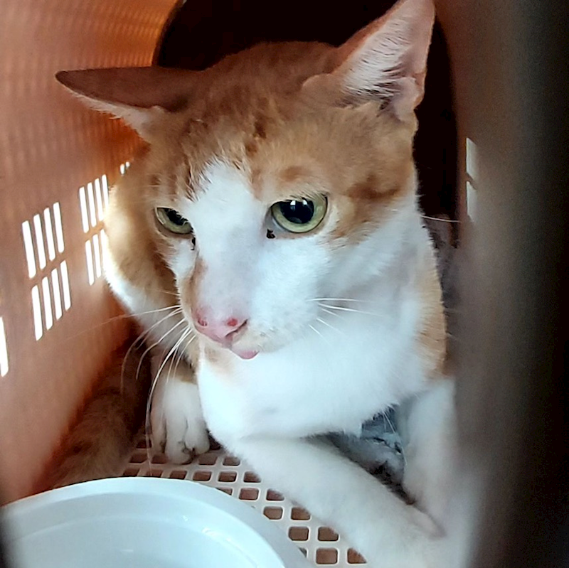 新北市新店區公立動物之家,編號:452960, 混種貓                 