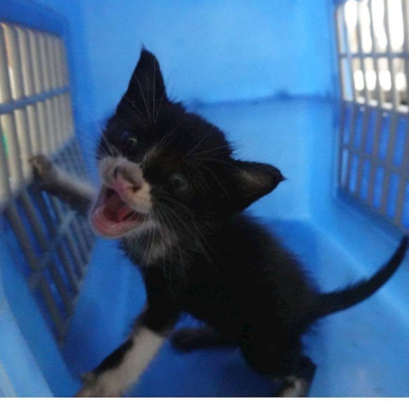 臺南市動物之家灣裡站,編號:448720, 混種貓                 