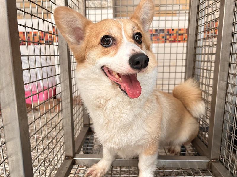 高雄市壽山動物保護教育園區,編號:452756, 威爾斯柯基犬              
