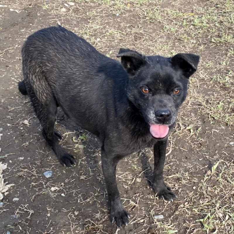 臺北市動物之家,編號:72450, 混種犬          