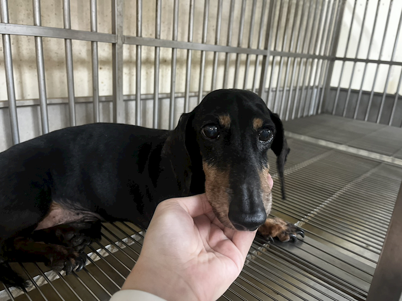 桃園市動物保護教育園區,編號:453048, 臘腸犬