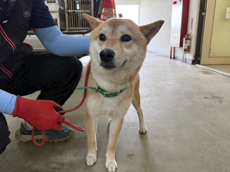 桃園市動物保護教育園區,編號:452579, 柴犬                  
