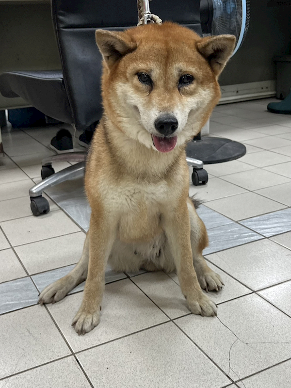 彰化縣流浪狗中途之家,編號:451882, 柴犬                  