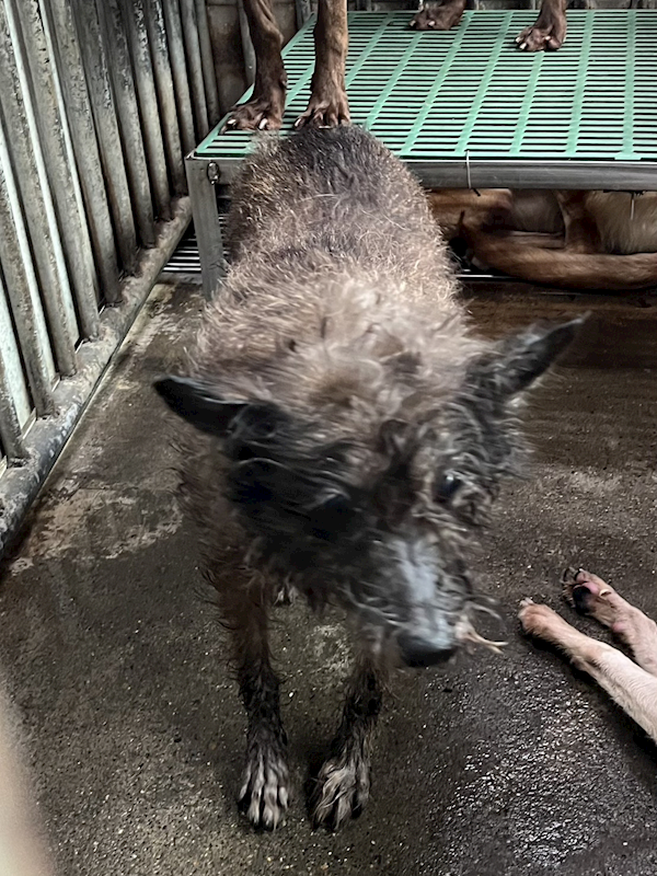 彰化縣流浪狗中途之家,編號:451843, 混種犬          