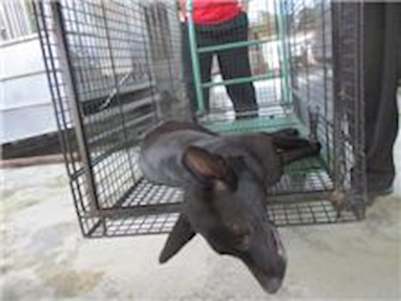 桃園市動物保護教育園區,編號:62678, 混種犬          