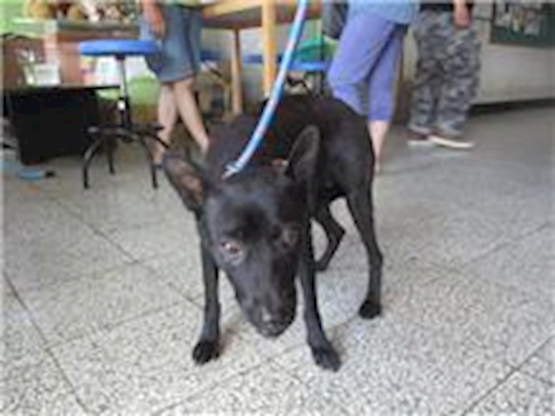 桃園市動物保護教育園區,編號:28911, 混種犬          