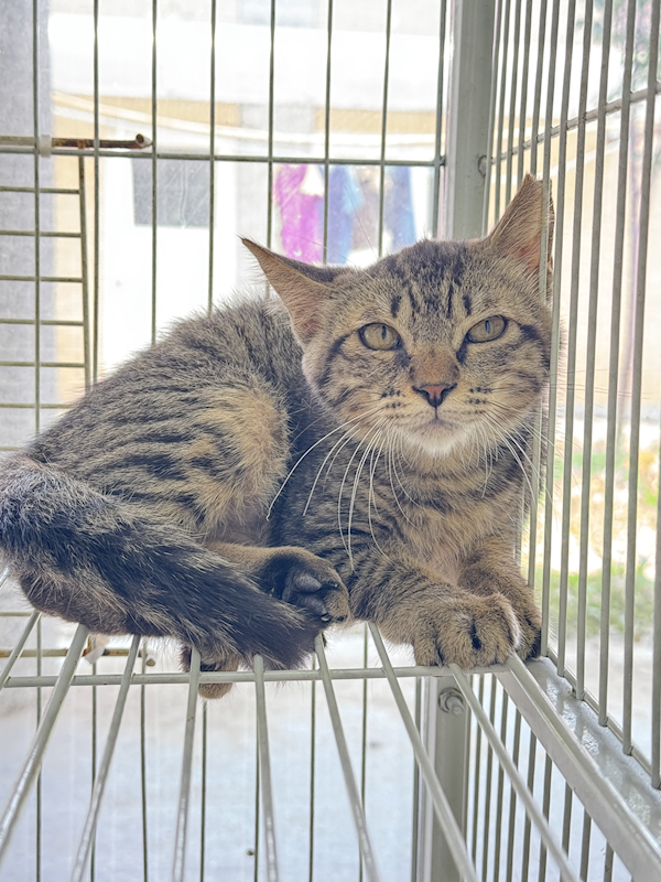 苗栗縣動物保護教育園區,編號:453076, 混種貓                 
