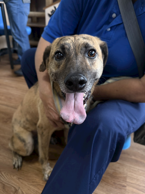 嘉義市動物保護教育園區,編號:453032, 混種犬          