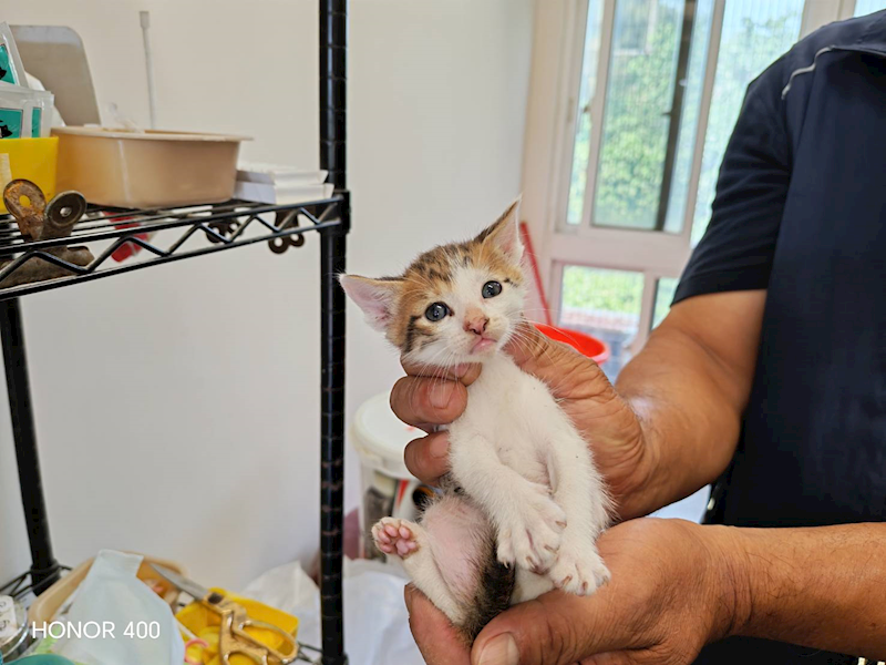 桃園市動物保護教育園區,編號:449990, 混種貓                 