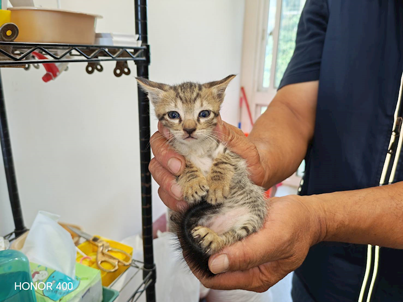 桃園市動物保護教育園區,編號:449986, 混種貓                 
