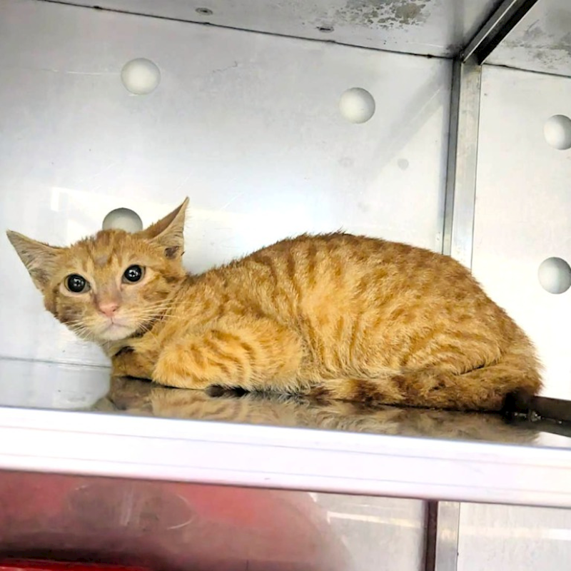新竹縣動物保護教育園區,編號:452906, 混種貓                 