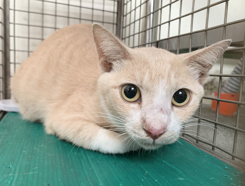 臺北市動物之家,編號:449430, 混種貓                 